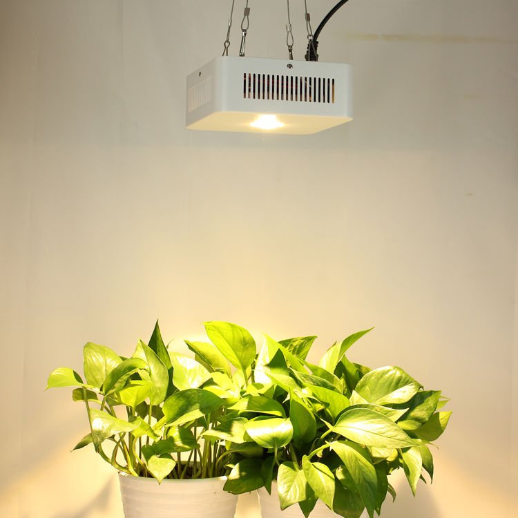 Lampa Led Grow Cob W Cree Cxa Growshop Growtent